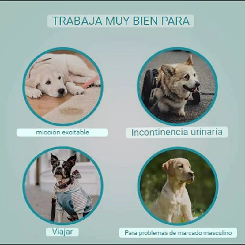 36 Pañales Para Perros o Gatos